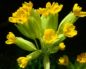 Primula veris (Первоцвет весенний)