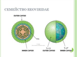 Семейство реовирусов (Reoviridae)