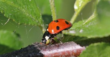 Coccinella septempunctata (Божья коровка)