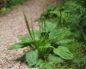 Plantago major (Подорожник)