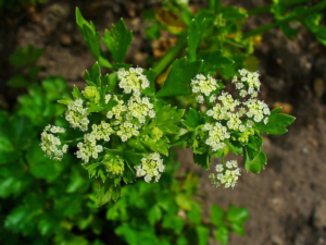 Apium graveolens (Cельдерей обычный)