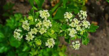 Apium graveolens (Cельдерей обычный)