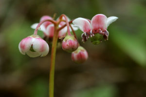 Chimaphila umbellata (Грушевка)