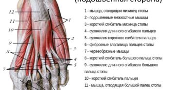 Мышцы стопы