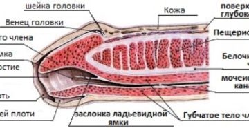 Пропала чувствительность члена и нет возбуждения