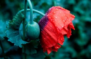 Opium - papaver somniferum (Млечный сок из незрелых головок мака снотворного)