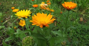 Calendula officinalis (Ноготки)