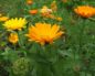 Calendula officinalis (Ноготки)