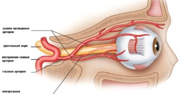 Артериальная система органа зрения