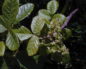 Rhus toxicodendron (Сумах ядовитый) (продолжение...)