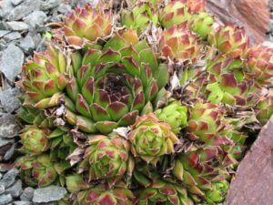 Sempervivum tectorum