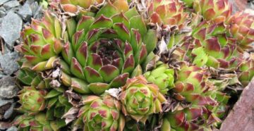 Sempervivum tectorum