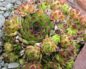 Sempervivum tectorum