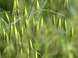 Avena sativa (Овес посевной)