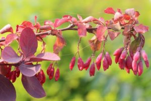 Berberis vulgaris (Барбарис обыкновенный)