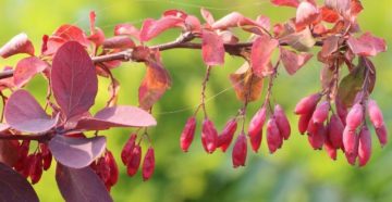 Berberis vulgaris (Барбарис обыкновенный)