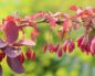 Berberis vulgaris (Барбарис обыкновенный)