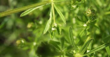 Galium aparine (Гусиная трава, подмаренник цепкий)