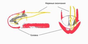 слабая чувствительность головки и члена