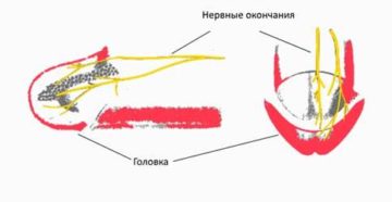 слабая чувствительность головки и члена