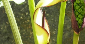 Arum triphyllum (Аронник трехлистный)