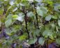 Piper methysticum (Корень полинезийского перца кава)