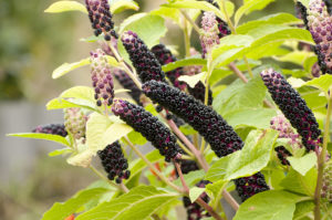 Phytolacca (Лаконос американский)