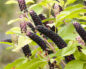Phytolacca (Лаконос американский)