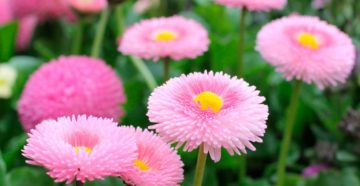 Bellis Perennis (Маргаритка)