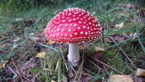 Agaricus muscarius (Красный мухомор)