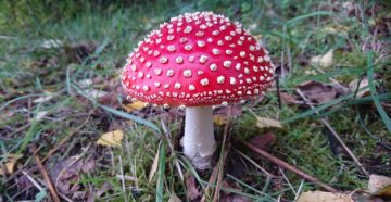 Agaricus muscarius (Красный мухомор)