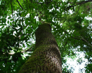 Бальзамовое дерево перуанское
