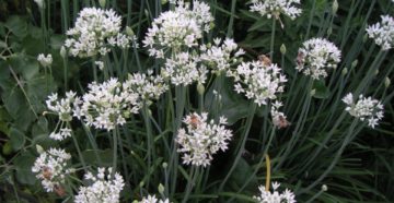 Allium sativum (Чеснок)