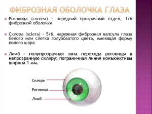 Фиброзная оболочка глаза