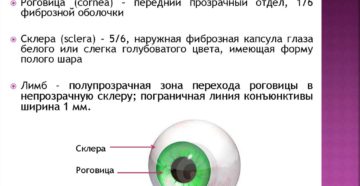 Фиброзная оболочка глаза