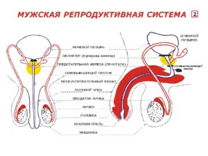 Репродуктивная система мужчины