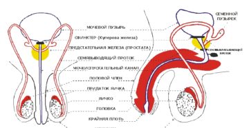 Репродуктивная система мужчины