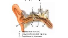 Полость среднего уха и слуховая  труба