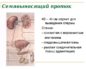 болит семявыносящий проток