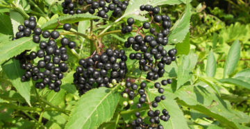 Sambucus nigra (Бузина черная)