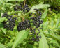 Sambucus nigra (Бузина черная)