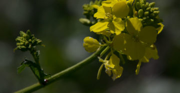 Sinapis nigra - brassica nigra (Черная горчица)