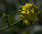 Sinapis nigra - brassica nigra (Черная горчица)