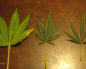 Cannabis indica (Гашиш)