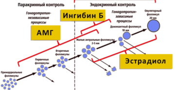 гормон АМГ