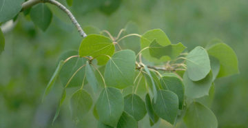 Populus tremuloides (Осина)