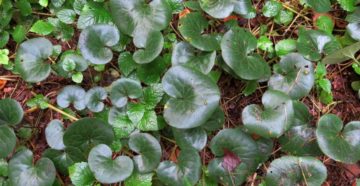 Asarum europeum (Копытень европейский)