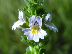 Euphrasia (Очанка)