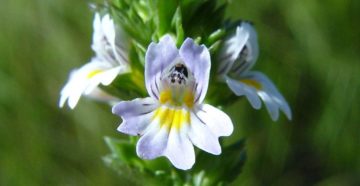 Euphrasia (Очанка)