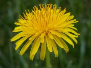 Taraxacum (Одуванчик)